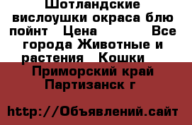 Шотландские вислоушки окраса блю пойнт › Цена ­ 4 000 - Все города Животные и растения » Кошки   . Приморский край,Партизанск г.